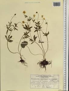 Ranunculus monophyllus Ovcz., Siberia, Central Siberia (S3) (Russia)