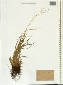 Carex sylvatica Huds., Caucasus, Stavropol Krai, Karachay-Cherkessia & Kabardino-Balkaria (K1b) (Russia)