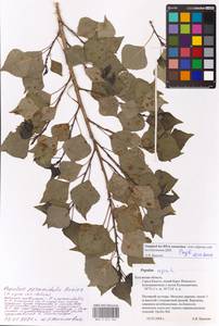 Populus nigra var. italica (Moench) Koehne, Eastern Europe, Central region (E4) (Russia)