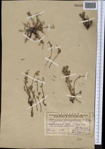 Polygonum paronychioides C. A. Mey., Middle Asia, Pamir & Pamiro-Alai (M2) (Uzbekistan)