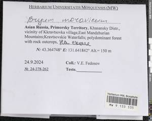 Rosulabryum moravicum (Podp.) Ochyra & Stebel, Bryophytes, Bryophytes - Russian Far East (excl. Chukotka & Kamchatka) (B20) (Russia)