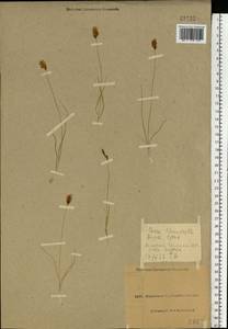 Carex stenophylla Wahlenb., Eastern Europe, North Ukrainian region (E11) (Ukraine)
