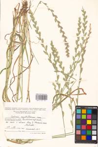 Lolium multiflorum Lam., Eastern Europe, Moscow region (E4a) (Russia)