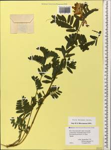 Vicia balansae Boiss., Caucasus, South Ossetia (K4b) (South Ossetia)