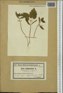 Acer platanoides L., Western Europe (EUR) (Poland)