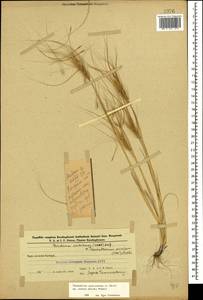 Taeniatherum caput-medusae (L.) Nevski, Caucasus, Azerbaijan (K6) (Azerbaijan)