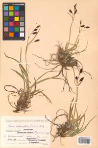 Carex microchaeta subsp. nesophila (Holm) D.F.Murray, Siberia, Chukotka & Kamchatka (S7) (Russia)