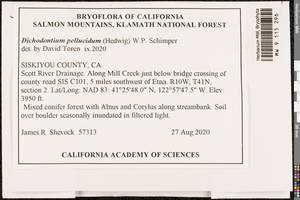 Dichodontium pellucidum (Hedw.) Schimp., Bryophytes, Bryophytes - America (BAm) (United States)
