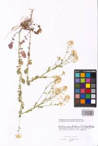 Barbarea vulgaris W. T. Aiton, Eastern Europe, Moscow region (E4a) (Russia)