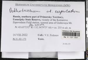 Orthotrichum cupulatum Hoffm. ex Brid., Bryophytes, Bryophytes - Russian Far East (excl. Chukotka & Kamchatka) (B20) (Russia)