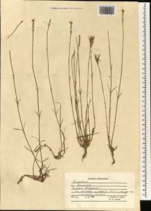 Dianthus, South Asia, South Asia (Asia outside ex-Soviet states and Mongolia) (ASIA) (Afghanistan)