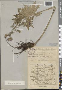 Geranium pratense L., Eastern Europe, Eastern region (E10) (Russia)