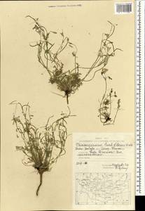 Hypecoum lactiflorum (Kar. & Kir.) Pazij, Mongolia (MONG) (Mongolia)