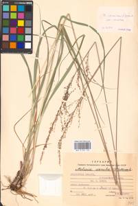 Molinia caerulea (L.) Moench, Eastern Europe, Moscow region (E4a) (Russia)