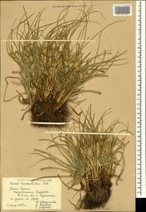 Carex hordeistichos Vill., Crimea (KRYM) (Russia)