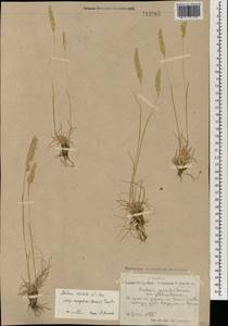 Koeleria pyramidata (Lam.) P.Beauv., Mongolia (MONG) (Mongolia)