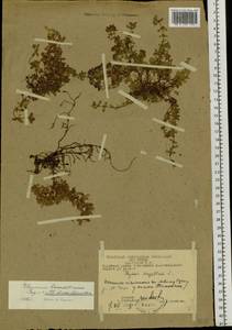 Thymus reverdattoanus Serg., Siberia, Chukotka & Kamchatka (S7) (Russia)