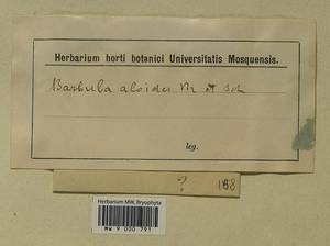 Aloina aloides (W.D.J. Koch ex Schultz) Kindb., Bryophytes, Bryophytes (no precise locality) (B0)