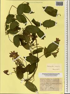 Combretum indicum (L.) C. C. H. Jongkind, Africa (AFR) (Seychelles)