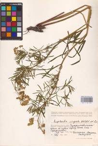 Euphorbia virgata Waldst. & Kit., Eastern Europe, Lower Volga region (E9) (Russia)