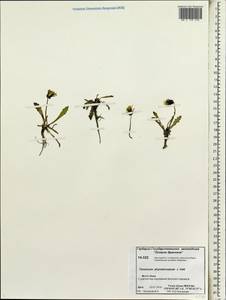 Taraxacum phymatocarpum J. Vahl, Siberia, Chukotka & Kamchatka (S7) (Russia)