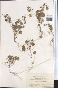 Geranium rotundifolium L., Middle Asia, Western Tian Shan & Karatau (M3)