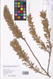 Tamarix gracilis Willd., Middle Asia, Caspian Ustyurt & Northern Aralia (M8) (Kazakhstan)