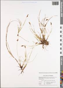 Carex glareosa Schkuhr ex Wahlenb., Eastern Europe, Northern region (E1) (Russia)