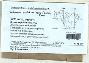 Ptilidium pulcherrimum (Weber) Vain., Bryophytes, Bryophytes - Middle Russia (B6) (Russia)