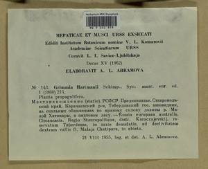 Grimmia hartmanii Schimp., Bryophytes, Bryophytes - North Caucasus & Ciscaucasia (B12) (Russia)