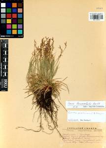 Carex lanceolata Boott, Siberia, Baikal & Transbaikal region (S4) (Russia)