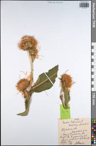 Inula helenium L., Eastern Europe, Central region (E4) (Russia)
