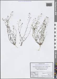 Hornungia procumbens (L.) Hayek, Crimea (KRYM) (Russia)