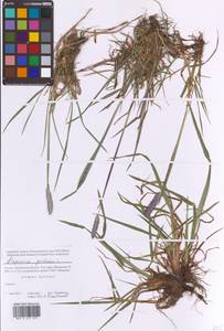 Alopecurus pratensis L., Eastern Europe, Moscow region (E4a) (Russia)