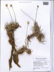 Jurinea orientalis (Iljin) Iljin, Middle Asia, Western Tian Shan & Karatau (M3) (Kyrgyzstan)