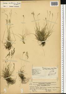 Festuca auriculata Drobow, Siberia, Russian Far East (S6) (Russia)