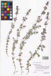 Galium humifusum M.Bieb., Eastern Europe, Central forest-and-steppe region (E6) (Russia)