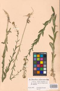 Camelina microcarpa Andrz. ex DC., Eastern Europe, Moscow region (E4a) (Russia)