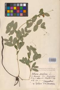 Lathyrus pisiformis L., Eastern Europe, Central region (E4) (Russia)