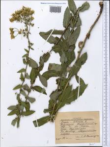 Crepis sibirica L., Middle Asia, Western Tian Shan & Karatau (M3) (Kyrgyzstan)