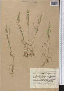 Bromus scoparius L., Middle Asia, Caspian Ustyurt & Northern Aralia (M8) (Kazakhstan)