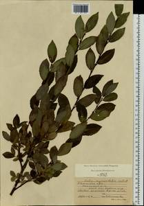 Salix myrsinifolia Salisb., Eastern Europe, Central region (E4) (Russia)