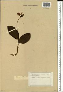 Cypripedium guttatum Sw., Siberia (no precise locality) (S0) (Russia)