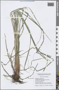 Carex rostrata Stokes, Eastern Europe, Central region (E4) (Russia)