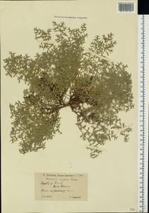 Herniaria incana Lam., Eastern Europe, Lower Volga region (E9) (Russia)