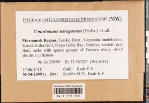 Conostomum tetragonum (Hedw.) Lindb., Bryophytes, Bryophytes - Karelia, Leningrad & Murmansk Oblasts (B4) (Russia)