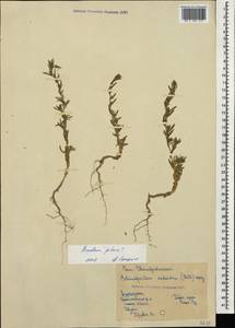 Panderia pilosa Fisch. & C. A. Mey., Caucasus, Azerbaijan (K6) (Azerbaijan)