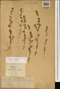 Artemisia macrocephala Jacquem. ex Besser, South Asia, South Asia (Asia outside ex-Soviet states and Mongolia) (ASIA) (China)