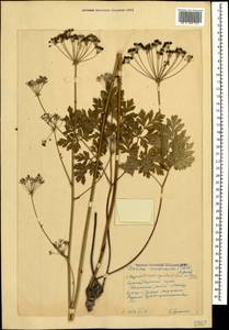 Physospermum cornubiense (L.) DC., Caucasus, Krasnodar Krai & Adygea (K1a) (Russia)