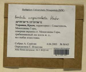 Barbula unguiculata Hedw., Bryophytes, Bryophytes - Crimea (B3a) (Russia)